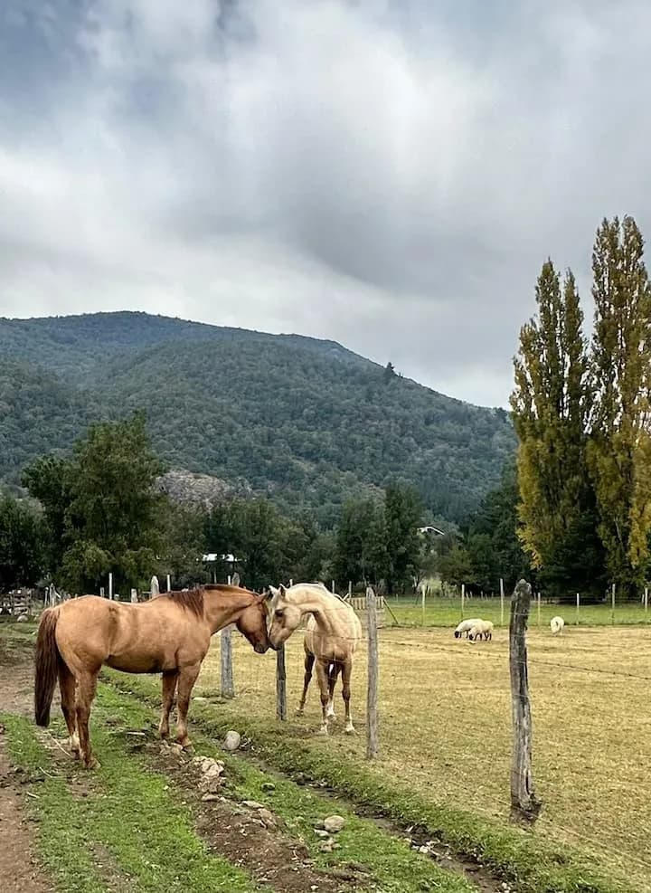 Bosque 12